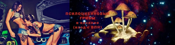 прущие грибы Новозыбков
