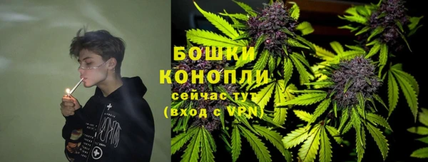 прущие грибы Новозыбков