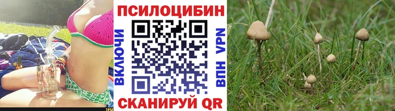 где найти наркотики  ссылка на мегу вход  Галлюциногенные грибы Psilocybine cubensis  Котово 